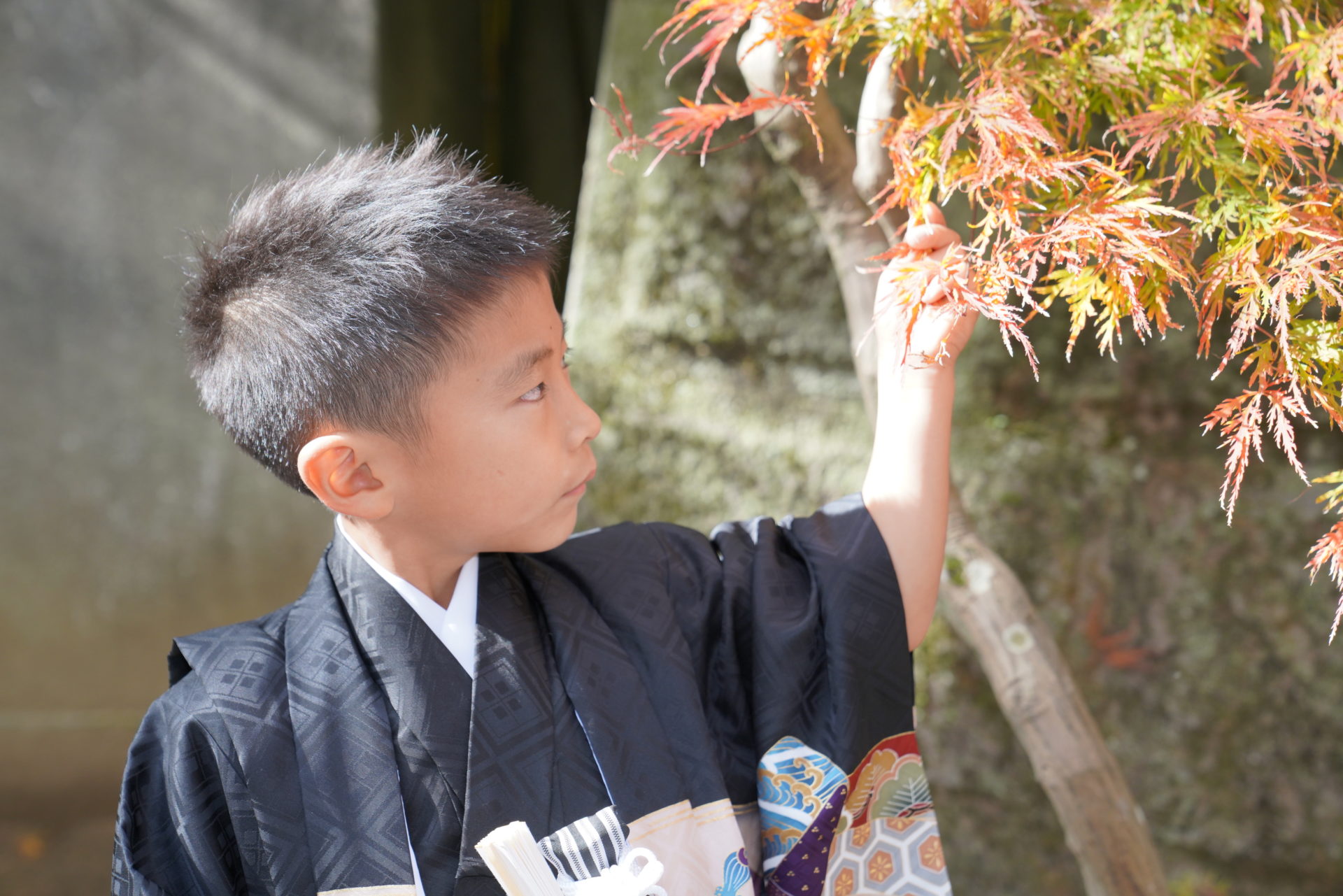 神社で、黒い着物を見に纏い、真剣な表情で木を見上げる、5歳の男の子の七五三